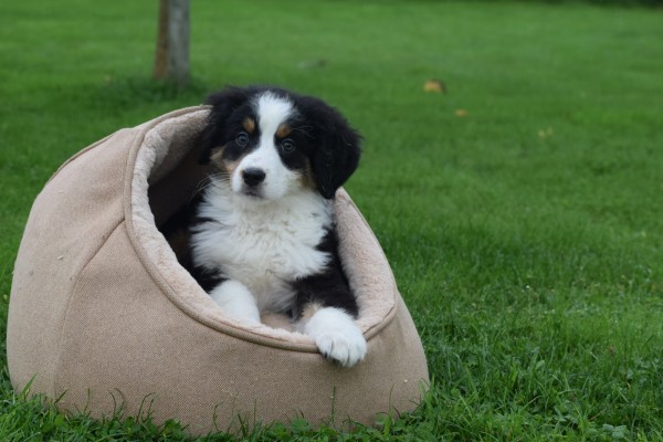 Australische herder x Berner Sennen (reu) 44963