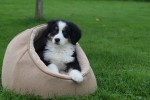 Australische herder x Berner Sennen (reu) 44963