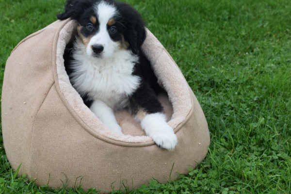 Australische herder x Berner Sennen (reu) 44963