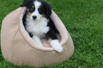 Australische herder x Berner Sennen (reu) 44963