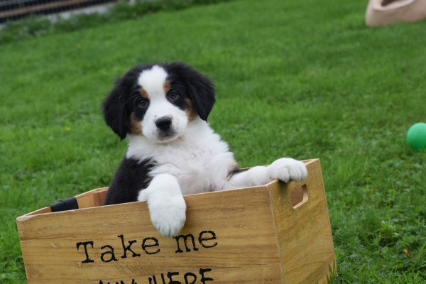 Australische herder x Berner Sennen (reu) 67976