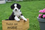 Australische herder x Berner Sennen (reu) 67976