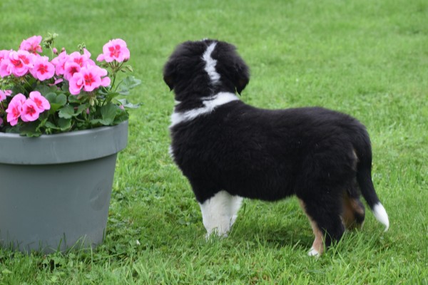Australische herder x Berner Sennen (reu) 67976