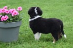 Australische herder x Berner Sennen (reu) 67976