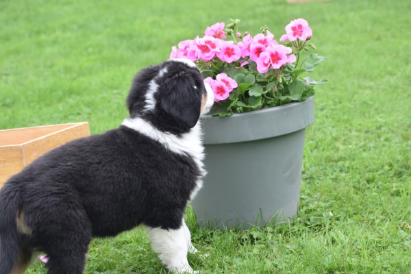 Australische herder x Berner Sennen (reu) 67976