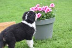 Australische herder x Berner Sennen (reu) 67976