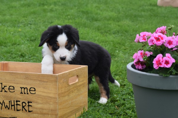 Australische herder x Berner Sennen (reu) 67976