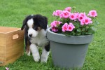 Australische herder x Berner Sennen (reu) 67976