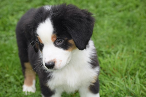 Australische herder x Berner Sennen (reu) 67976