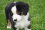 Australische herder x Berner Sennen (reu) 67976