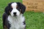 Australische herder x Berner Sennen (reu) 67976