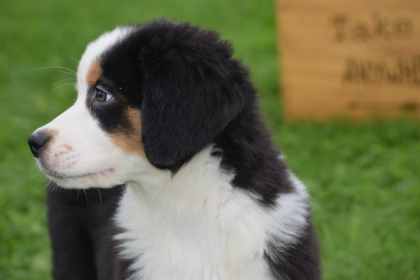 Australische herder x Berner Sennen (reu) 67976