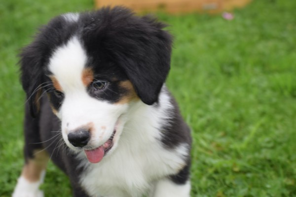 Australische herder x Berner Sennen (reu) 67976
