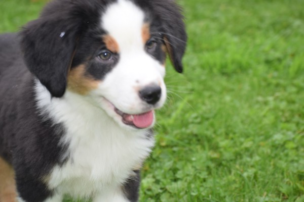 Australische herder x Berner Sennen (reu) 67976