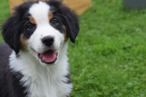 Australische herder x Berner Sennen (reu) 67976