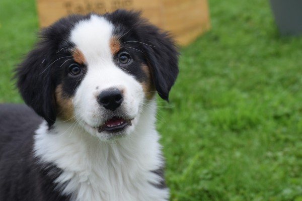 Australische herder x Berner Sennen (reu) 67976