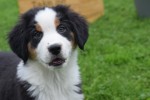 Australische herder x Berner Sennen (reu) 67976