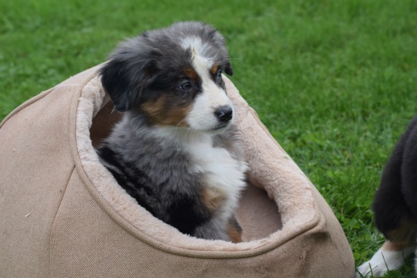 Australische herder x Berner Sennen (reu) 44895