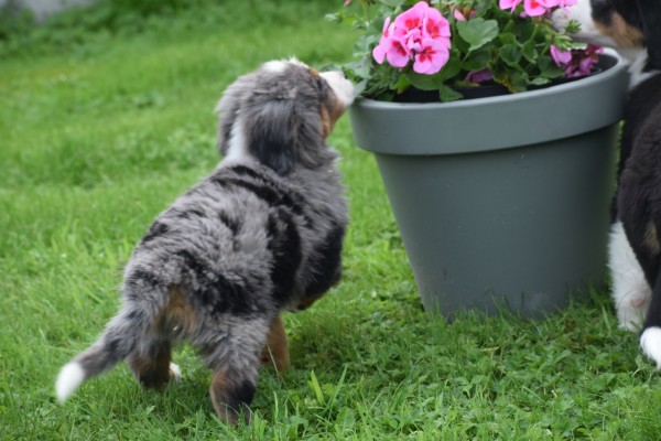 Australische herder x Berner Sennen (reu) 44895