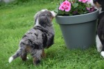 Australische herder x Berner Sennen (reu) 44895