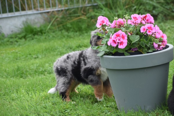 Australische herder x Berner Sennen (reu) 44895