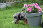 Australische herder x Berner Sennen (reu) 44895