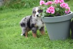 Australische herder x Berner Sennen (reu) 44895