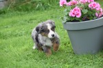 Australische herder x Berner Sennen (reu) 44895