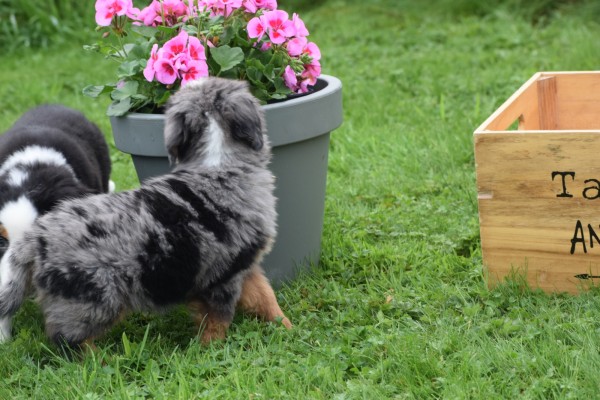Australische herder x Berner Sennen (reu) 44895
