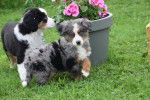 Australische herder x Berner Sennen (reu) 44895