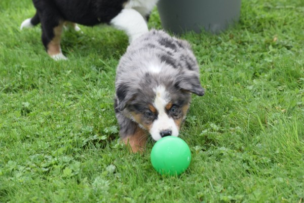 Australische herder x Berner Sennen (reu) 44895