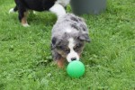 Australische herder x Berner Sennen (reu) 44895