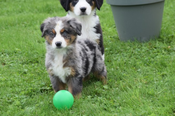 Australische herder x Berner Sennen (reu) 44895