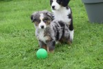 Australische herder x Berner Sennen (reu) 44895