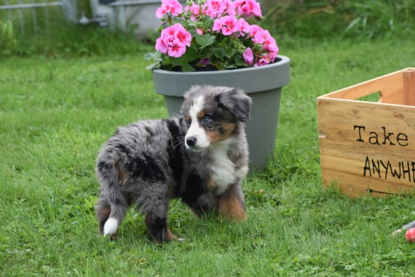 Australische herder x Berner Sennen (reu) 44895