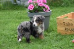 Australische herder x Berner Sennen (reu) 44895