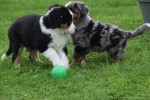 Australische herder x Berner Sennen (reu) 44895