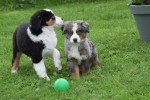 Australische herder x Berner Sennen (reu) 44895