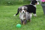 Australische herder x Berner Sennen (reu) 44895