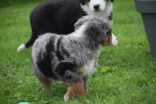 Australische herder x Berner Sennen (reu) 44895