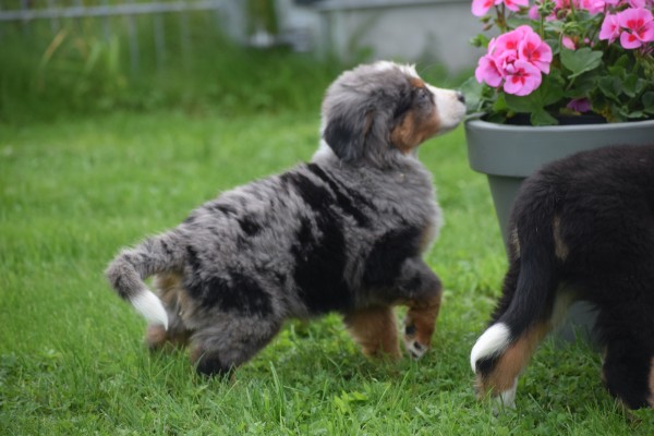 Australische herder x Berner Sennen (reu) 44895