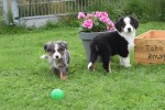 Australische herder x Berner Sennen (reu) 44895
