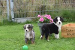 Australische herder x Berner Sennen (reu) 44895
