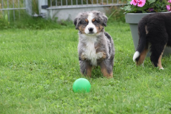 Australische herder x Berner Sennen (reu) 44895