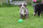 Australische herder x Berner Sennen (reu) 44895