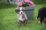 Australische herder x Berner Sennen (reu) 44895