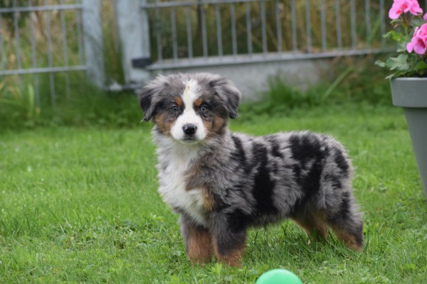 Australische herder x Berner Sennen (reu) 44895