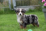 Australische herder x Berner Sennen (reu) 44895
