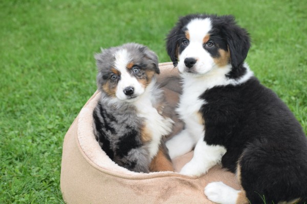 Australische herder x Berner Sennen (reu) 44963
