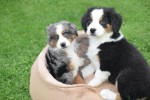 Australische herder x Berner Sennen (reu) 44963